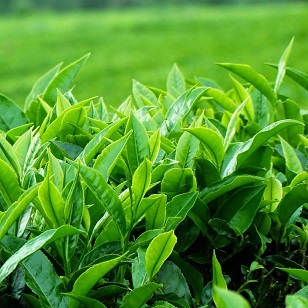 Lá trà xanh trị tưa lưỡi hiệu quả cho trẻ trên 6 tháng tuổi